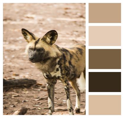 Wild Dog Wildlife Dog Image